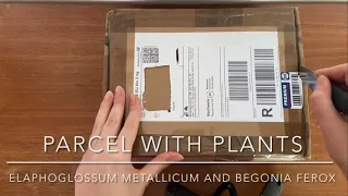 New Plant Parcel [Unboxing Parcel With New Rare Begonia and Fern!]