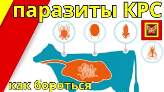 глисты паразиты у КРС в чем опасность как бороться