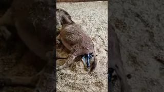 Miniature Donkey Giving Birth