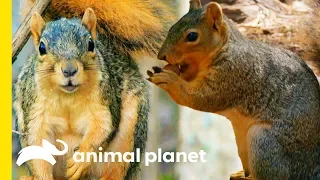 How Do Squirrels Find Their Nuts? | How Do Animals Do That?