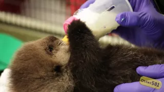 Rescued Sea Otter Pup Gets Bottle