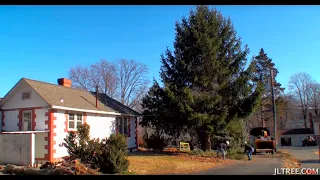 Tree Removal Time Lapse HD - back yard - Spruce