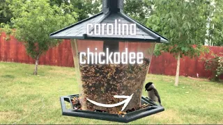 CAROLINA CHICKADEE CUTE BIRD