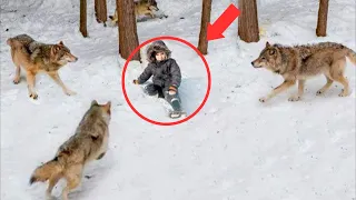 El niño fue rodeado por una manada de lobos y lo que sucedió es indescriptible