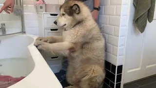 Giant Sulking Dog Hates Bath Time And Does Everything To Avoid It (Cutest Doggo!!)