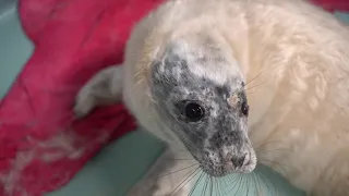 COURTOWN SEAL RESCUE CENTRE