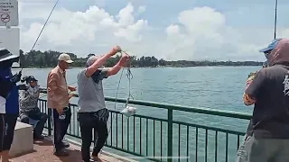 Bedok Jetty, Queenfish Kings, about 20 landed today!