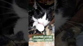 Доброй ночи! Сладких снов! / Goodnight! / Надобраніч! Солодких снів! / ¡Buenas noches! / 잘 자!