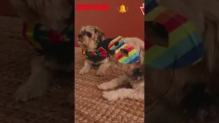 🤣FUNNY When DOGs Are Invited To a Costume PARTY, Funny dog Videos, Funny videos, funny, Dog # shorts