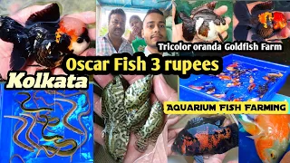 Oscar Fish 3 rupiya mai 😳 | very Low Aquarium fishes price | Westbengal