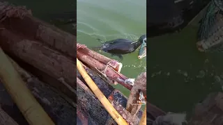 Fish catch fish video#27#