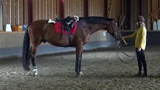 Training a horse for horseback archery - within six training days