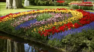 Tulips from Amsterdam (de Keukenhof)