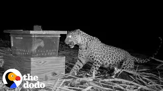 Mama Leopard Desperately Tries To Reunite With Cub | The Dodo