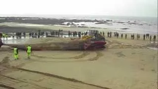 Pauvre baleine échouée aux Sables d'Olonne