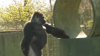 R.I.P AMBAM the Gorilla that stands & walks like a MAN!, Swaggers & TWERKS too!