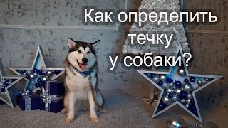 🐶 Как определить течку у собаки?