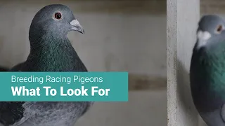 Racing Pigeon Breeding Tips: Things to Consider When Choosing Stock Birds