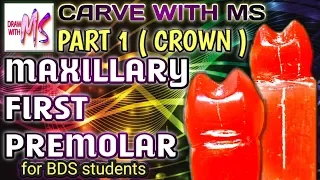 CARVE MAXILLARY FIRST PREMOLAR ( #PART 1) |Step by step | With proper Instructions | DRAW WITH MS |
