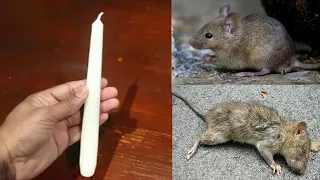 MAGIC CANDLE || How To Kill Rats Within 10 minutes || Home Remedy || Magic Ingredient | Mr. Maker