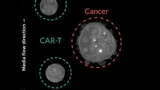 [Holotomography] CAR T-cells attacking a cancer cell