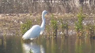 Little Egret  | Egretta Garzetta ❌👀. 21/5/24 🎥👈⏰ @redfox111   +_🔝🎦 O