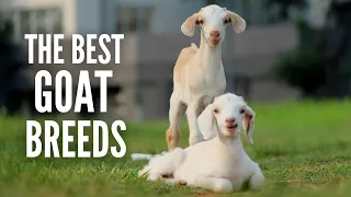 The 15 Best Types of Goats for Your Farm