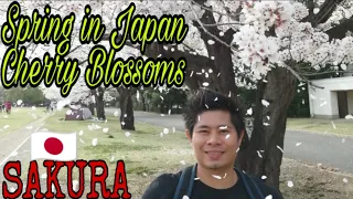 Spring in Japan / Cherry Blossom Blooming/ SAKURA
