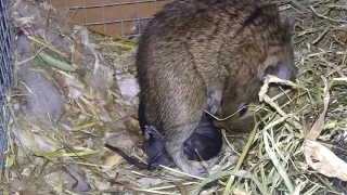 Parto de Degu.