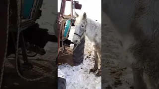 Зарезали Лошадь