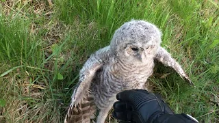 Un motard trouve un bébé chouette effrayé sur la route