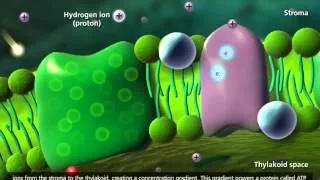 Photosynthesis  Light reaction, Calvin cycle, Electron Transport 3D Animation