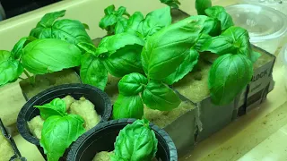 Complete Kratky Hydroponic Setup From Start to Finish