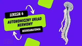 Neuroanatomia | Autonomiczny Układ Nerwowy