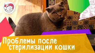 4 проблемы, которые могут возникнуть во время и после стерилизации кошки