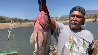 Tilapias pesadas de mas de 3kg. recién sacadas