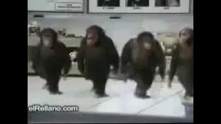 Happy Birthday Monkey Funny Video‬ YouTube С Днем Рождения обезьяны  смешные видео YouTube