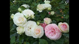 spring pruning of climbing roses Methods of garter and bush formation