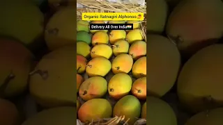Organic Ratnagiri Alphonso Mango Seller🥭   For Order Whatsapp +91 9321534232b#alphonsomango #hapus
