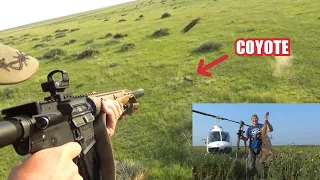 Coyotes From A Helicopter