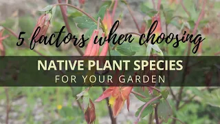 Five factors to take into consideration when choosing native plants for your garden.