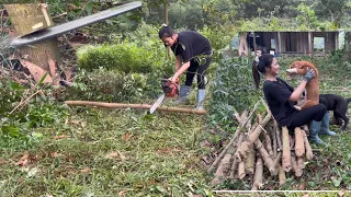 Harvest young acacia to renovate into a small garden to grow trees and raise livestock