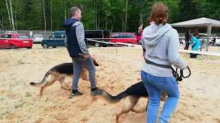 30.05.2021 г. Республиканская выставка, ринг немецких овчарок, г. Бобруйск