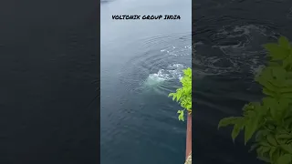 Big Whale in Waters Captured making Noise