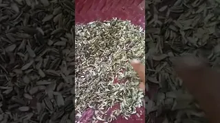 Peeling sunflower seeds