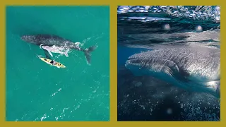 Magical Moment: Proud Muma Whale Parades her Newborn Calf to Kayaker