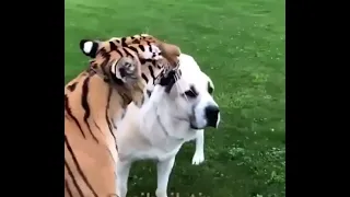 tiger vs alabai 😱 dog pələng vs alabay 😨