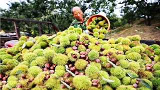 How Million of Chestnut Harvesting By Machine - Chestnut processing in factory - Chestnut Flour