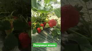 Ой полуниця впала