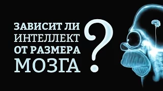 Зависит ли интеллект от размера мозга? | IQ